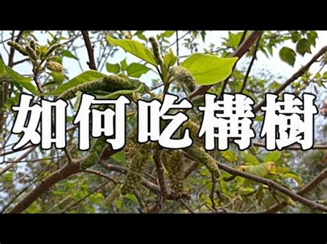 鹿仔入藥構樹功效